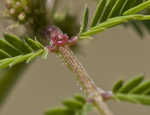 Illinois bundleflower